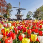 Keukenhof Gardens & Tulip Experience Tour from Amsterdam - Next: The Majestic Keukenhof Gardens