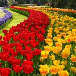 Keukenhof Private Floral Tour from Amsterdam - Who Should Consider This Tour?