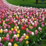 Keukenhof's Tulips and Windmills Small-Group Tour from Amsterdam - The Sum Up