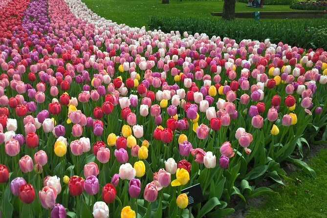 Keukenhof's Tulips and Windmills Small-Group Tour from Amsterdam - The Sum Up