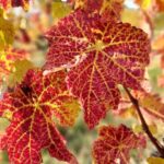 Lake Balaton private wine tasting and sightseeing from Budapest - Practical Details and Tips