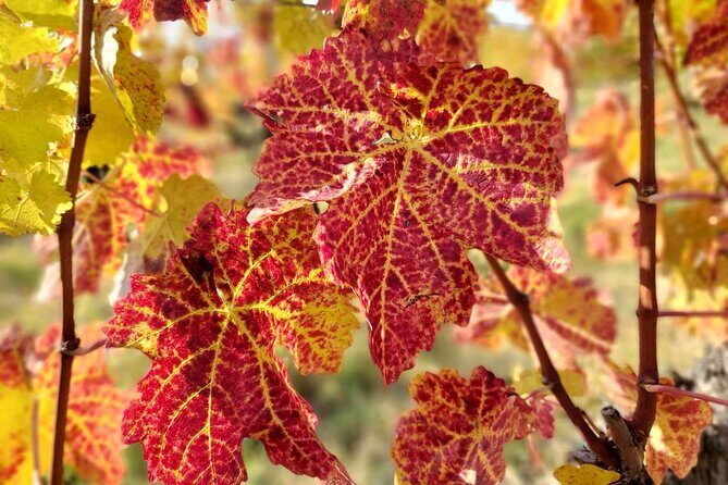 Lake Balaton private wine tasting and sightseeing from Budapest - Practical Details and Tips