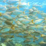 Lanzarote Introductory Scuba Diving Experience - The Itinerary: What to Expect