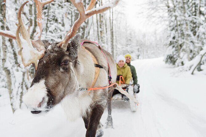 Lapland Reindeer Safari From Saariselkä - Who Will Love This Tour?