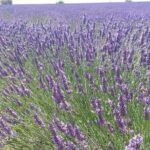 Lavender Beauty Small Group Half Day Tour from Avignon - Analyzing the Value: Is It Worth It?