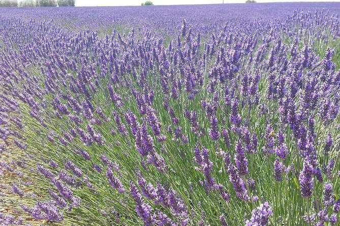 Lavender Beauty Small Group Half Day Tour from Avignon - Analyzing the Value: Is It Worth It?