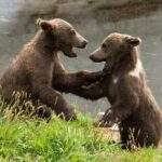 Libearty Bear Sanctuary and Dracula's Castle - Day Tour from Bucharest - Final Thoughts: Who Will Love This Tour?