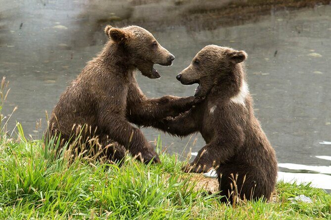 Libearty Bear Sanctuary and Dracula's Castle - Day Tour from Bucharest - Final Thoughts: Who Will Love This Tour?