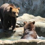LiBEARty Brown Bear Sanctuary and the most important castles from Romania - Authentic Insights from Tour Reviews
