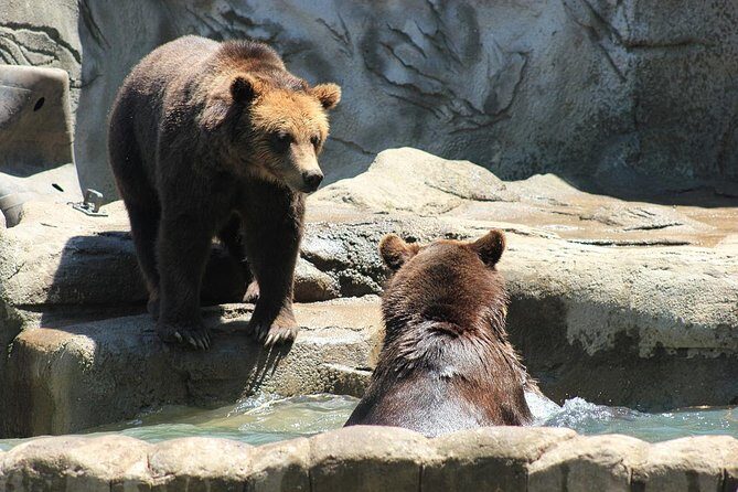 LiBEARty Brown Bear Sanctuary and the most important castles from Romania - Authentic Insights from Tour Reviews