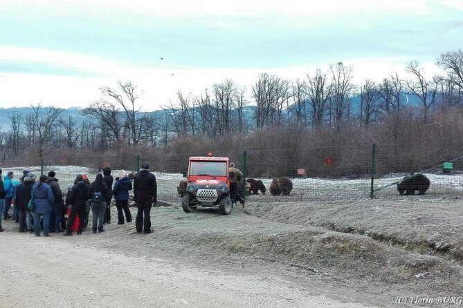 LiBEARty - the Brown Bear Sanctuary from Zarnesti - The Sum Up: Who Will Love This Tour?