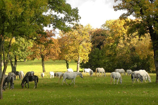 Lipica Stud Farm- Private Experience from Koper - The Overall Value