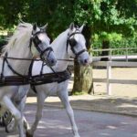 Lipica Stud Farm & Skocjan Caves - Small Group Tour from Koper - Lipica Stud Farm: A Historic and Elegant Experience