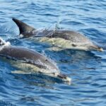 Lisbon Dolphin Watching with a Marine Biologist in a Small Group - Authentic Reviews & Real Experiences