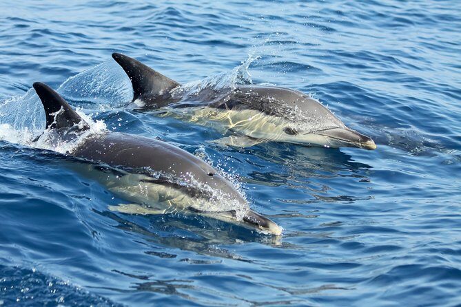 Lisbon Dolphin Watching with a Marine Biologist in a Small Group - Authentic Reviews & Real Experiences