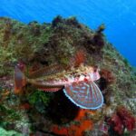 Lisbon Eco-Try Dive - Diving Baptism - The Sum Up: Is This Tour for You?