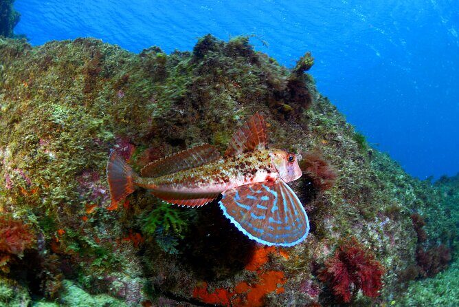Lisbon Eco-Try Dive - Diving Baptism - The Sum Up: Is This Tour for You?