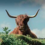 Loch Ness, Glen Coe & The Highlands Day Tour from Edinburgh - Who Should Consider This Tour?