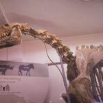 London Natural History Museum Private Tour for Kids & Families - Practical Details and Value
