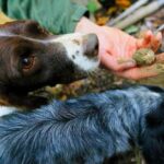 Luck and Patience: truffle hunting in Tuscany - Discovering the Truffle Hunt: What to Expect