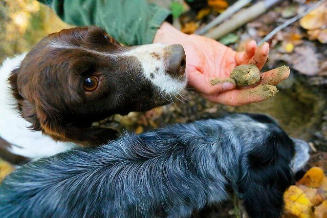 Luck and Patience: truffle hunting in Tuscany - Discovering the Truffle Hunt: What to Expect