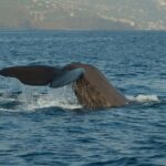 Madeira Dolphin & Whale Watching Tour - Practical Tips for a Memorable Trip