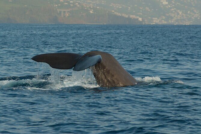 Madeira Dolphin & Whale Watching Tour - Practical Tips for a Memorable Trip