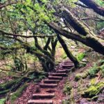 Madeira: Private Guided Walk Vereda Fanal PR13 - The Reviewers’ Perspective