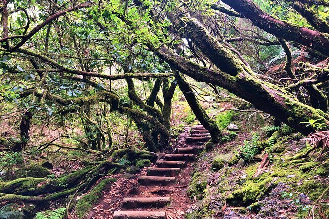 Madeira: Private Guided Walk Vereda Fanal PR13 - The Reviewers’ Perspective
