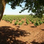 Madrid Countryside Wineries Guided Tour with Wine Tasting - The Wine Tasting Experience: Quality and Variety