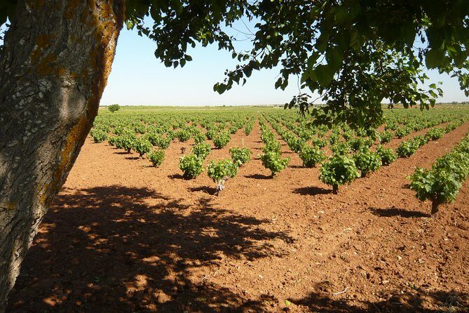Madrid Countryside Wineries Guided Tour with Wine Tasting - The Wine Tasting Experience: Quality and Variety