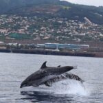 Magic Dolphin Celebrity - Exploring the Itinerary in Detail