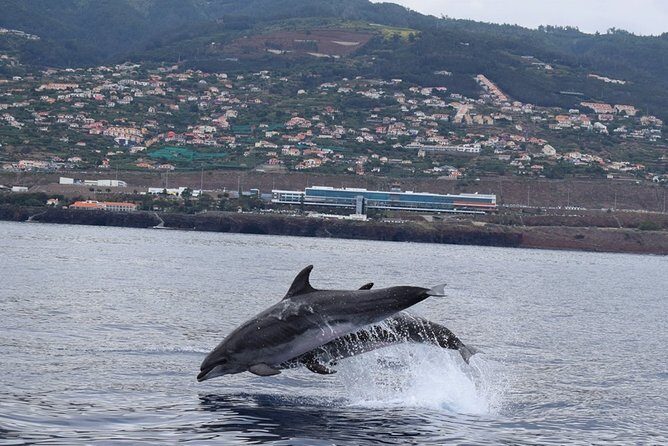 Magic Dolphin Celebrity - Exploring the Itinerary in Detail