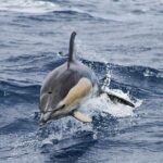 Magic Dolphin Sea Safaris - Authentic Reviews & Insights