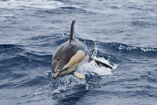 Magic Dolphin Sea Safaris - Authentic Reviews & Insights