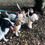 Make a dog's day and taste Greece in Skiathos - Final Thoughts — Is This Tour for You?