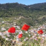 Maroços - Mimosa Valley - Transportation and Practical Details