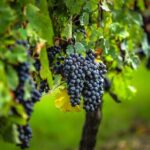 Médoc Region Half-Day Wine Tour with Winery Visit & Tastings from Bordeaux - Transportation & Group Size: Why It Matters