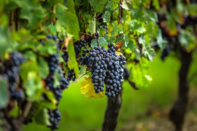 Médoc Region Half-Day Wine Tour with Winery Visit & Tastings from Bordeaux - Transportation & Group Size: Why It Matters