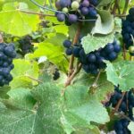 Moet et Chandon Taittigner Private Champagne Day trip from Paris - Practical Details and What You Should Know