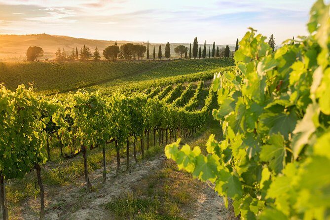 Montalcino: Brunello Wine Tasting Experience - Price and Value: Is It Worth It?