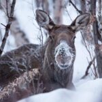 Morning hike in Abisko National Park - The Scenic Route and What You’ll See