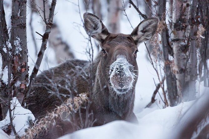 Morning hike in Abisko National Park - The Scenic Route and What You’ll See