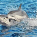 Morro Jable: 2 Hours Magic Dolphin & Whale watching with Drinks & Swim Stop. - The Experience: What You Can Expect