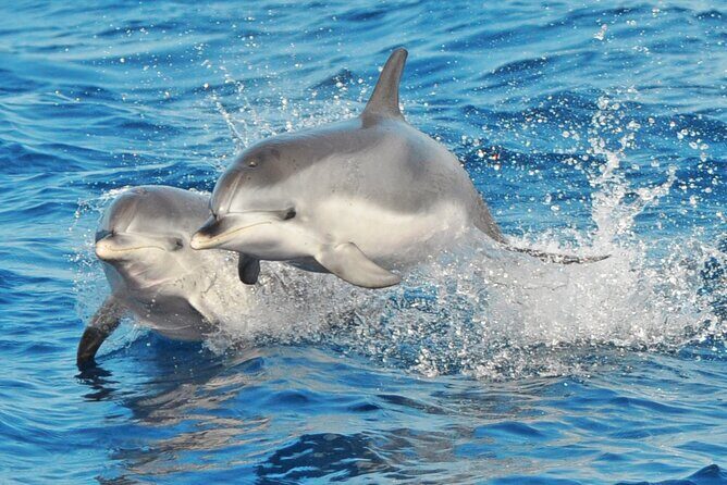 Morro Jable: 2 Hours Magic Dolphin & Whale watching with Drinks & Swim Stop. - The Experience: What You Can Expect