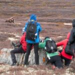 Musk ox Safari in Dovrefjell National Park from Oppdal - FAQ: Practical Questions About the Musk Ox Safari