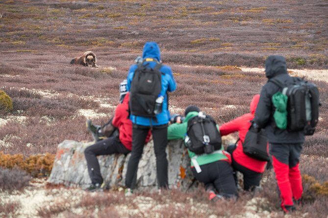 Musk ox Safari in Dovrefjell National Park from Oppdal - FAQ: Practical Questions About the Musk Ox Safari
