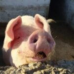Naxos Farm Experience and cheese making - Authenticity, Highlights, and Unique Features