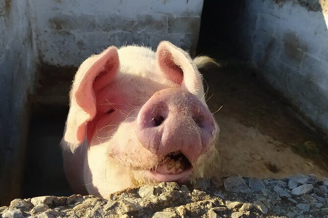 Naxos Farm Experience and cheese making - Authenticity, Highlights, and Unique Features