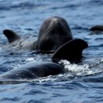 No chase Whale & Dolphin tour putting Marine Life first - we care - Who Will Love This Experience?